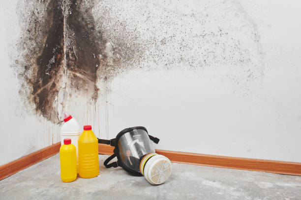 Best Best Mold Removal Companies  in North Branch, MI