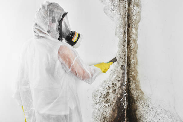 Best Residential Mold Removal  in North Branch, MI