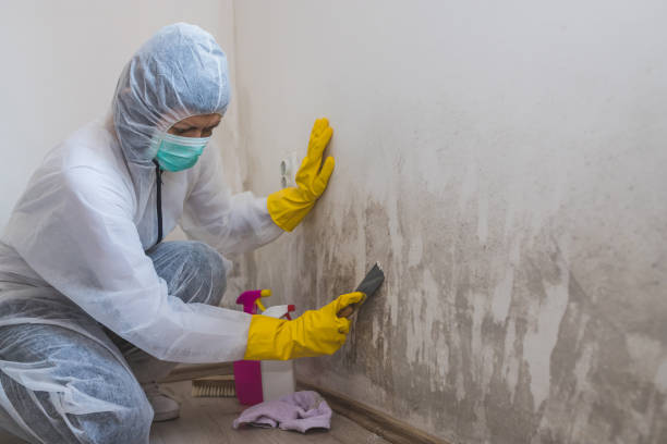 Best Toxic Mold Removal  in North Branch, MI