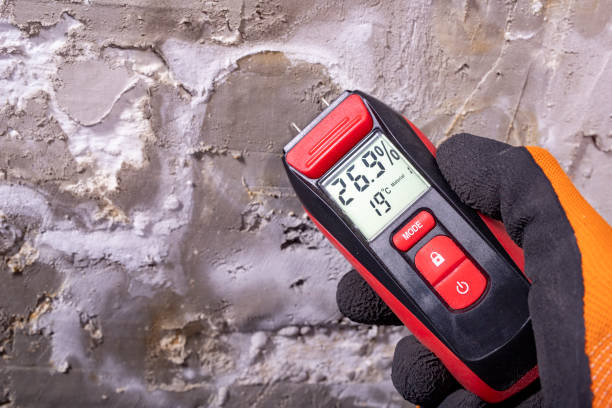 Best Mold Damage Repair  in North Branch, MI