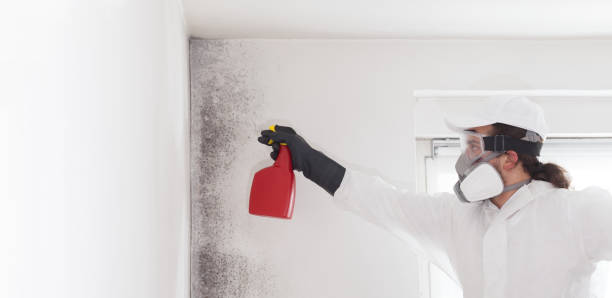 Best Mold Remediation Services  in North Branch, MI