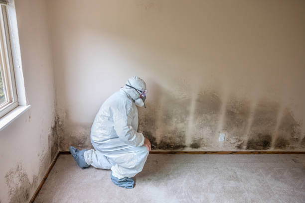 Certified Mold Removal in North Branch, MI
