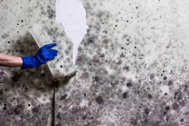 Best Mold Cleaning Services  in North Branch, MI