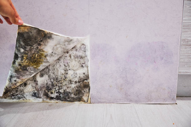Best Local Mold Removal Service  in North Branch, MI
